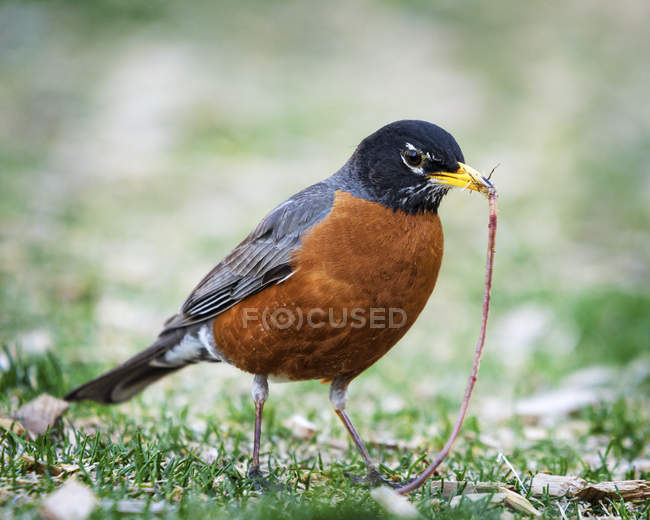 Robin with worm in mouth — Stock Photo