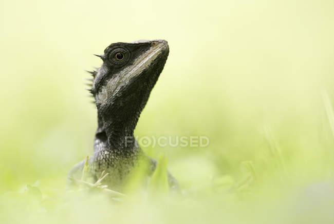 Лесная ящерица, Calotes emma, Таиланд — стоковое фото