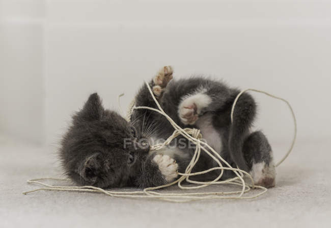Котенок, играющий на струне — стоковое фото