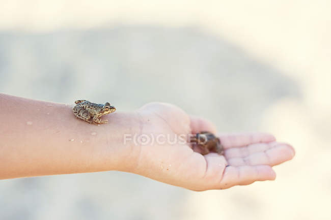 Tiny frog sitting on hand — Stock Photo