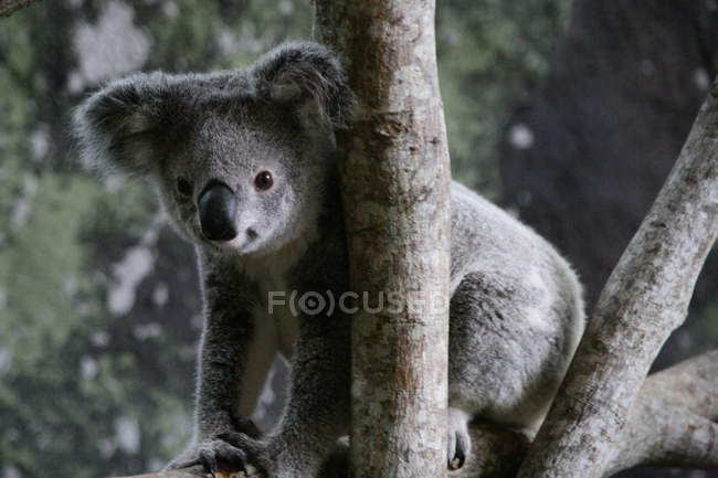 Koala bear sitting on tree — Stock Photo