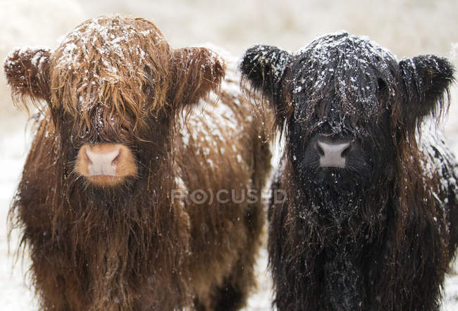 Dos vacas jóvenes de las tierras altas - foto de stock