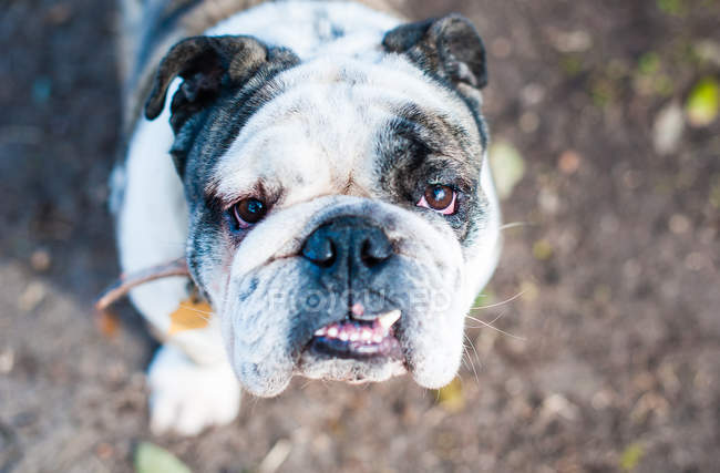 Retrato de un bulldog - foto de stock