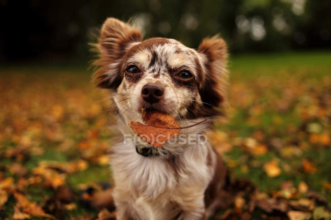 Chihuahua dog holding a leaf — Stock Photo