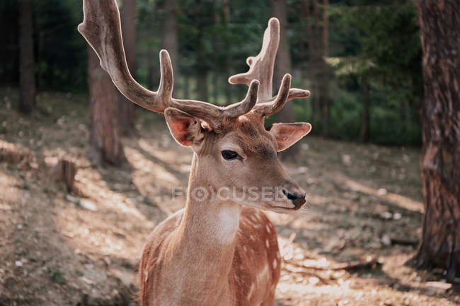 Retrato de un ciervo - foto de stock
