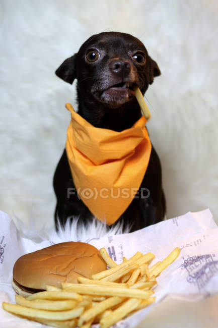 Chihuahua cane mangiare hamburger — Foto stock