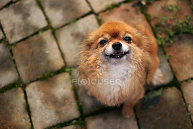 Chihuahua-Hund schaut auf — Stockfoto