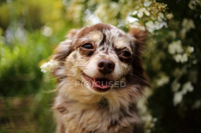 Счастливая собака чуахуа — стоковое фото