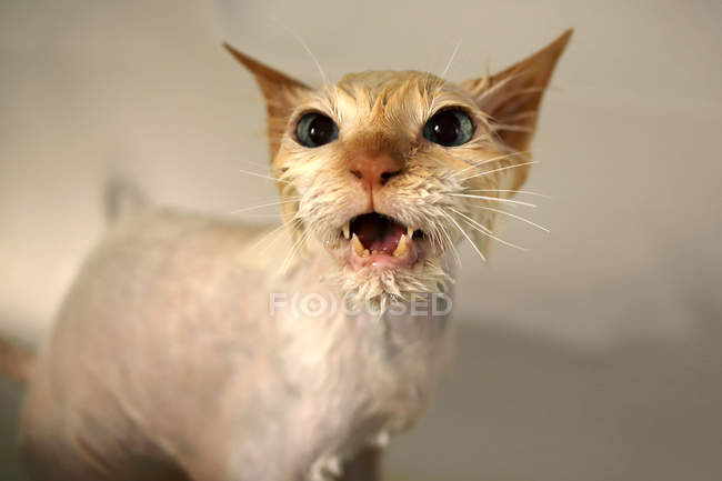Gato de Birmania mojado - foto de stock