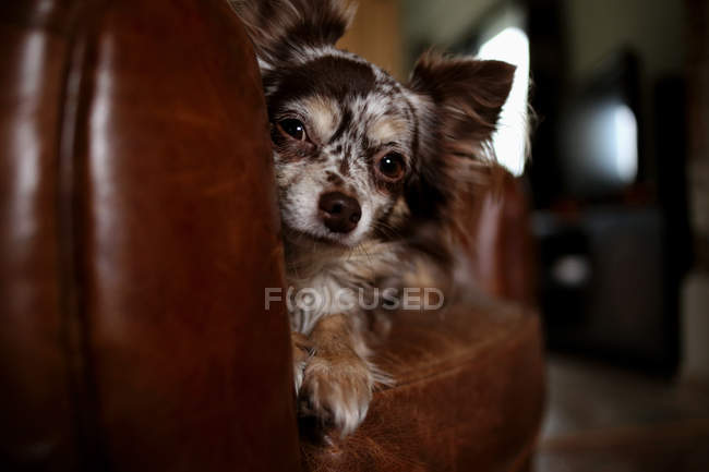 Chihuahua chien sur canapé — Photo de stock