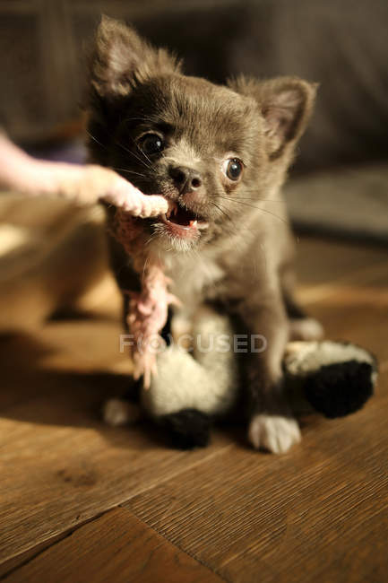 Puppy playing with rope — Stock Photo