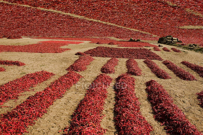 Chili drying in Thar Desert — Stock Photo