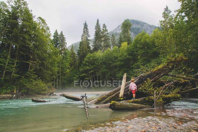 Boy standing on pile of fallen trees — Stock Photo