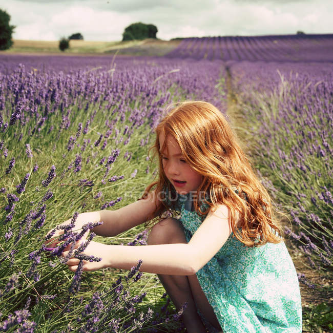 Girl picking lavender — Stock Photo