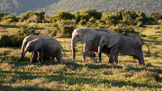 Manada de elefantes africanos - foto de stock