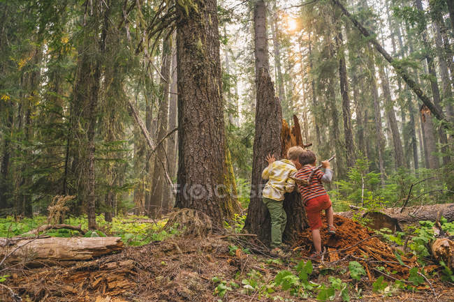 Dos chicos jugando en el bosque - foto de stock