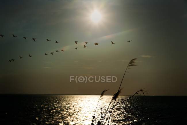 Rebanho de gansos voando em formação V — Fotografia de Stock