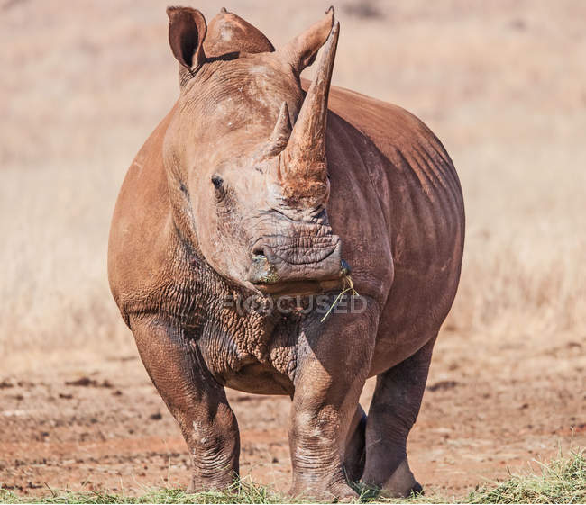 Rinoceronte bianco, Sud Africa — Foto stock