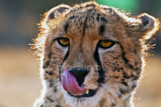 Retrato de Cheetah, Sudáfrica - foto de stock