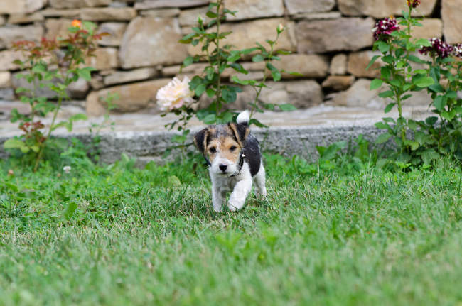 Fox Terrier cachorro - foto de stock