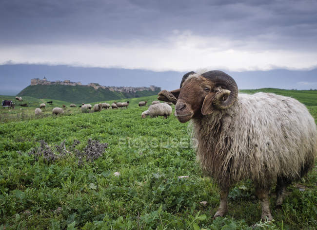 Отара овець, Сирія — стокове фото