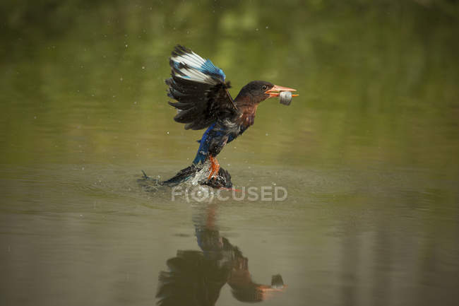 Kingfisher bird catching fish — Stock Photo