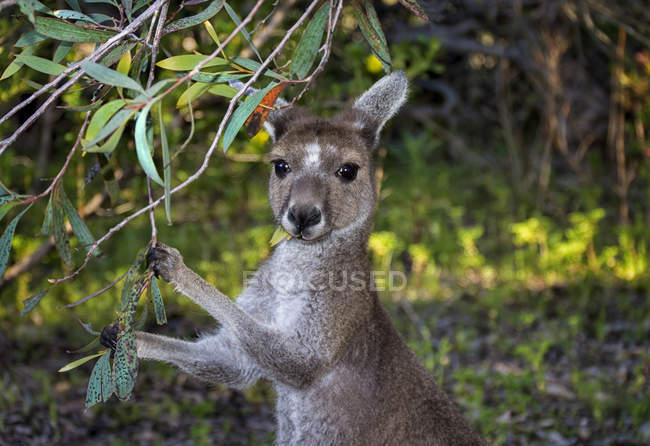 Grey Kangaroo Eating Leaves, Australia — Stock Photo