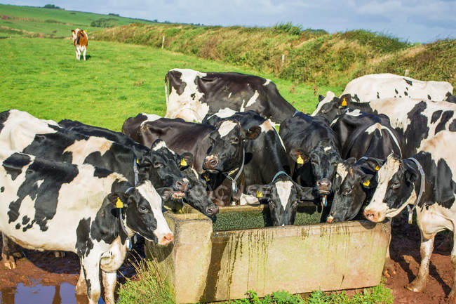 Vacas que beben en el abrevadero - foto de stock