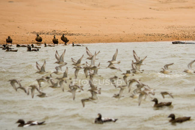 Vogelschwarm und Robbe — Stockfoto