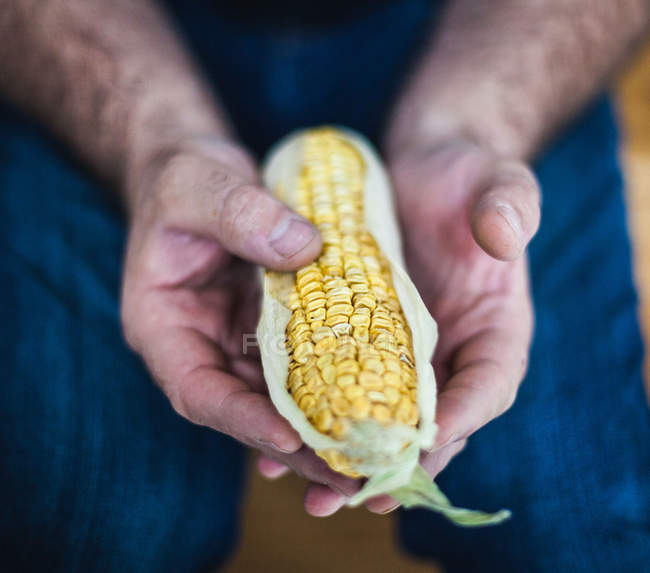 Hands holding fresh corn — Stock Photo