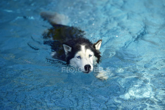 Husky siberiano na piscina — Fotografia de Stock
