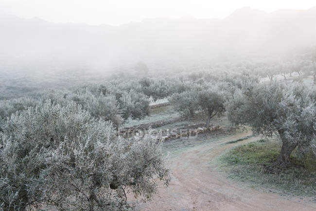 Olive trees covered with frost in Winter — Stock Photo
