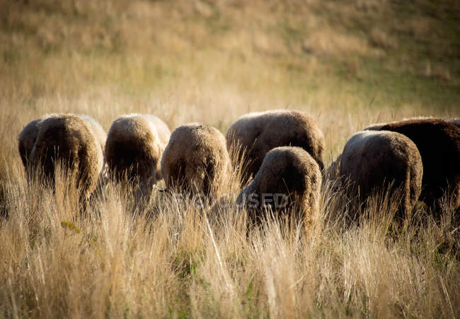 Flock of sheeps grazing in field — Stock Photo