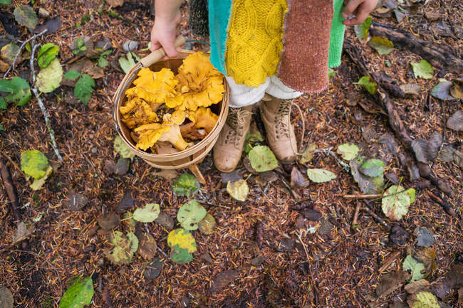 Девушка держит в руках ведро грибов — стоковое фото