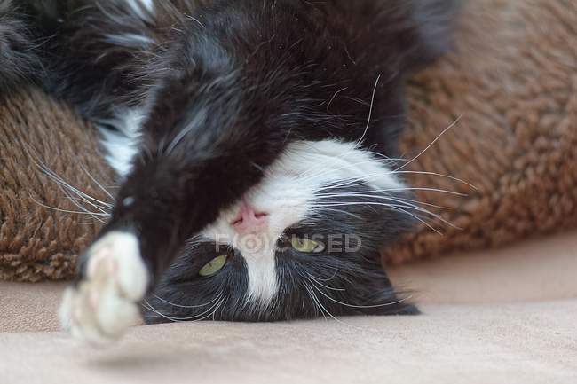 Katze auf dem Kopf liegend — Stockfoto