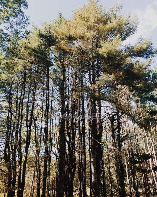 Bajo ángulo de árboles de pinos en el parque - foto de stock