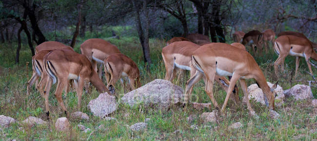 Rebaño de Impalas pastoreando - foto de stock