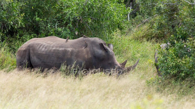 Vista laterale del rinoceronte nel Parco Nazionale — Foto stock