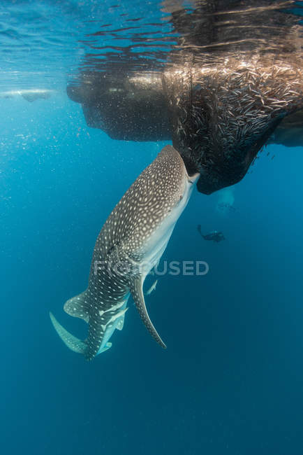 Tiburón ballena alimentándose de peces - foto de stock