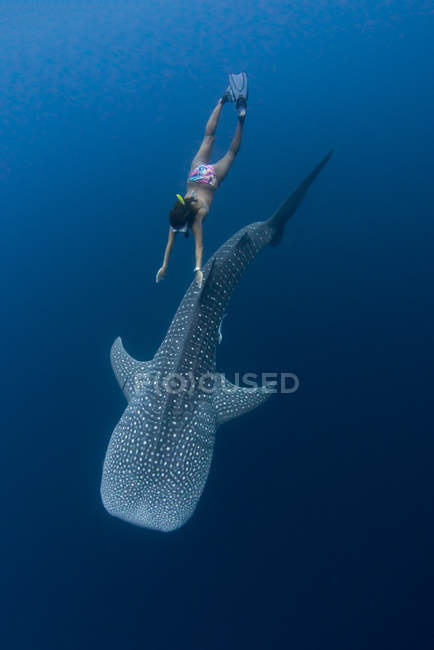 Donna che nuota con squalo balena — Foto stock