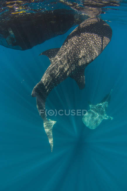 Китовые акулы по рыболовной сети — стоковое фото