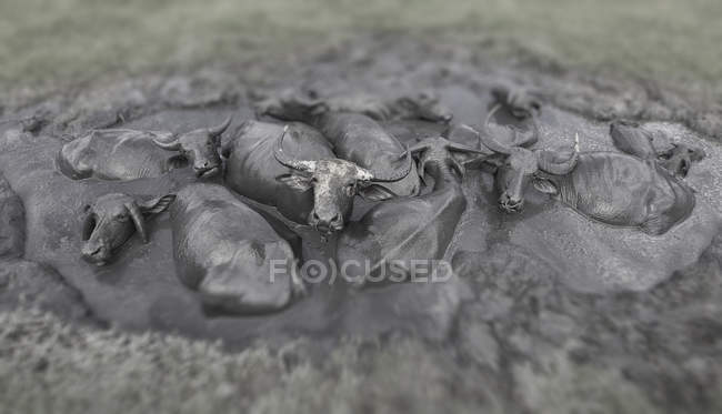 Manada de búfalos de agua - foto de stock