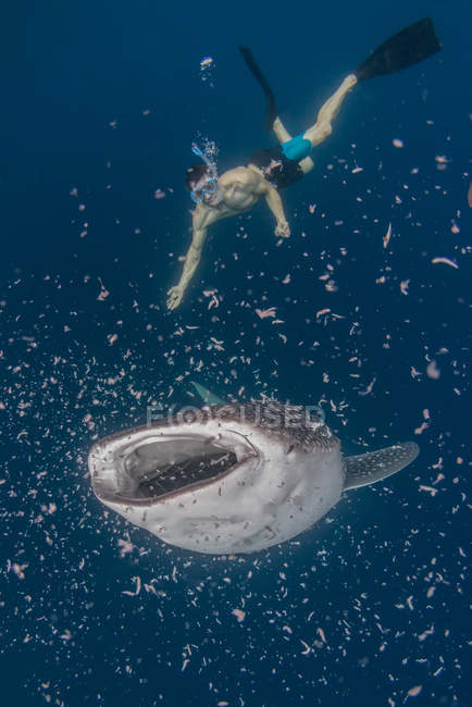 Mann schwimmt mit Walhai, — Stockfoto