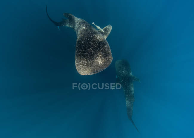 Dos tiburones ballena en el mar - foto de stock