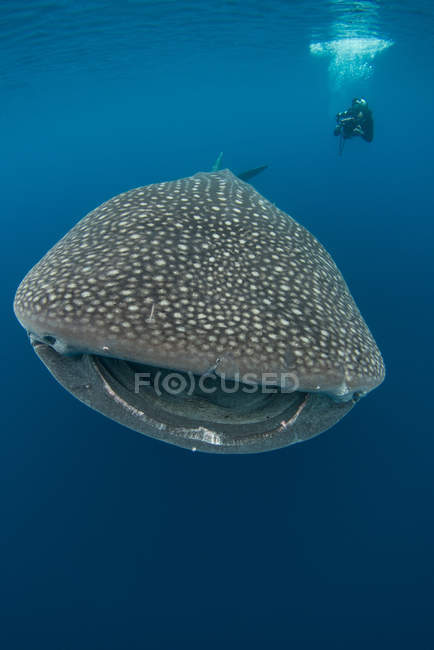 Man swimming with whale shark — Stock Photo