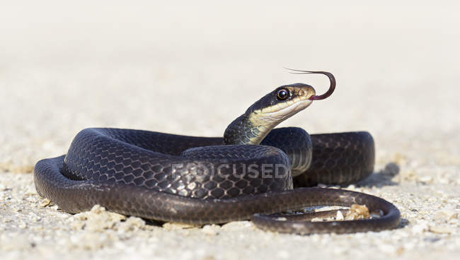 Black racer snake on road — Stock Photo