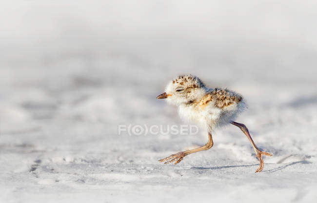 Plover chick running on snowy sand — Stock Photo