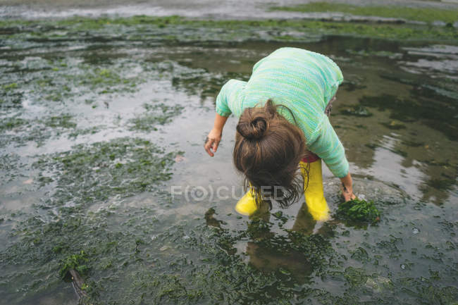 Girl picking seaweed in shallow water — Stock Photo