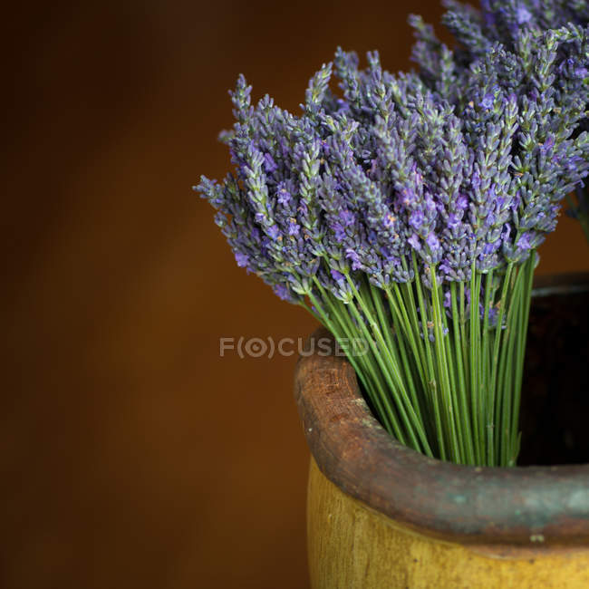 Lavenders in flower pot — Stock Photo