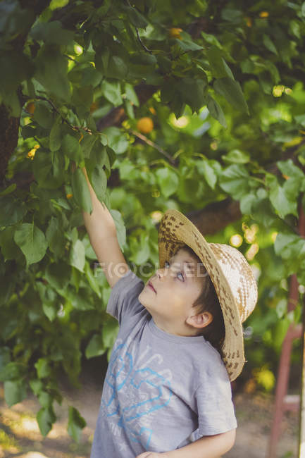 Мальчик собирает абрикосы — стоковое фото